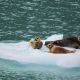 PeaceBoat Round the World Sea Lions