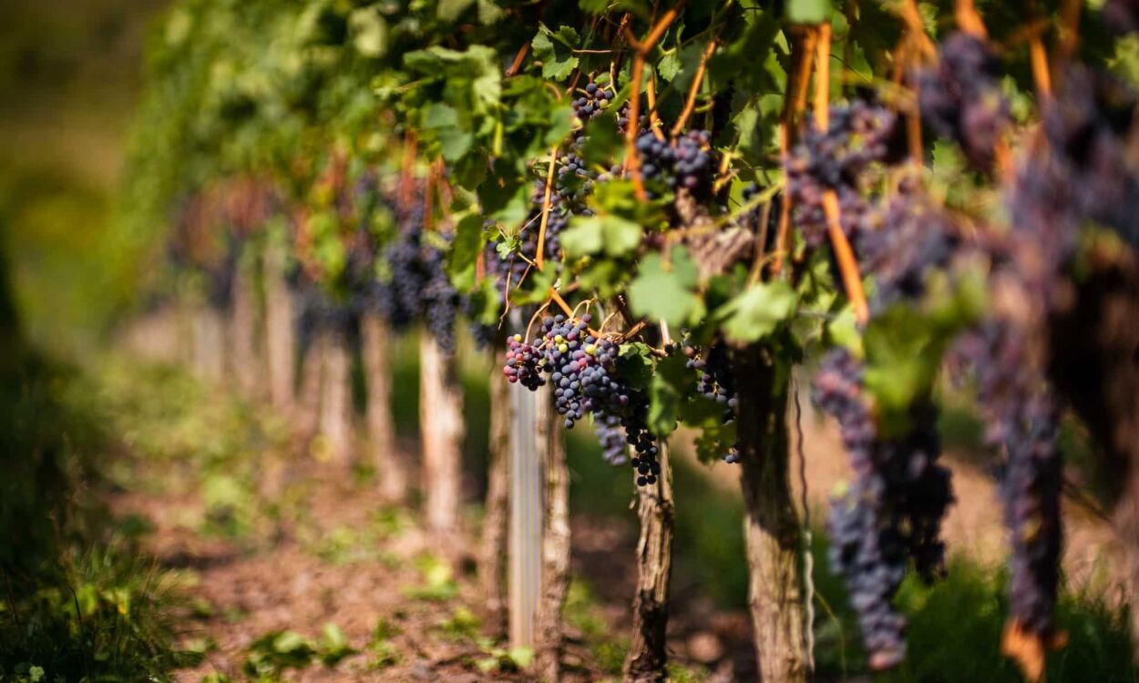 red wine grapes vineyard