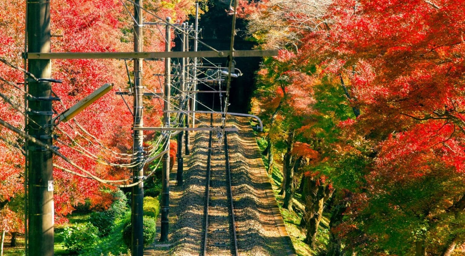 5 Extraordinary Destinations For Forest Bathing In Japan | Holiday