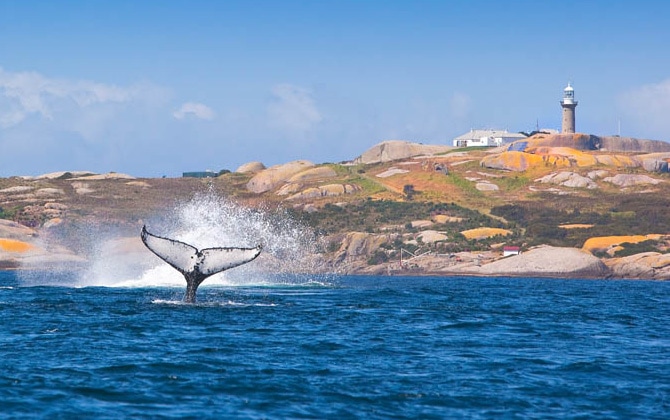 Whales at Montague Island