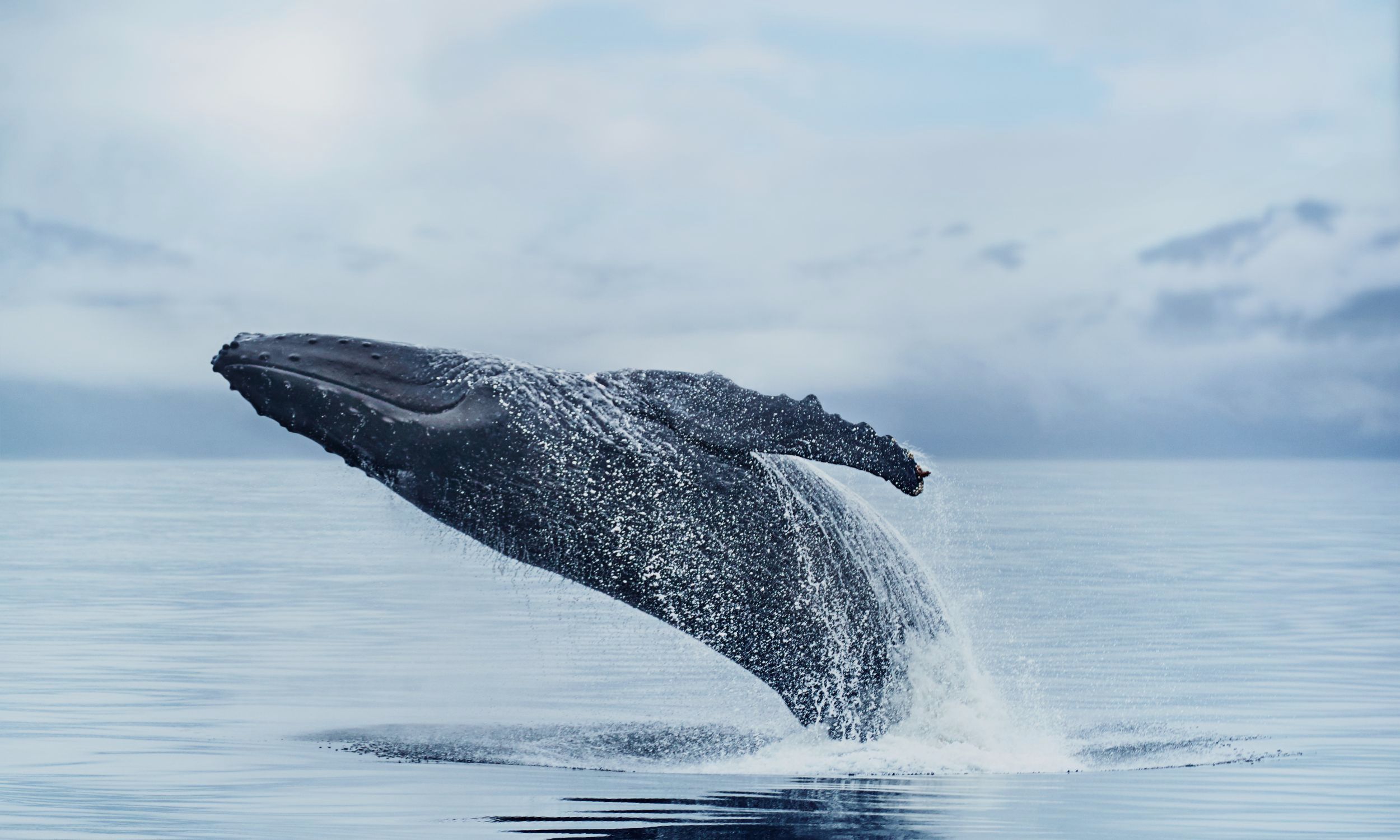 Princess Cruise Line, Alaska Cruise, Whale Watching