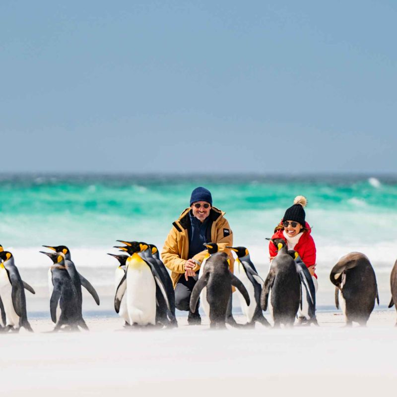 Stanley Falkland Islands, King Penguins, Wildlife Volunteer Point