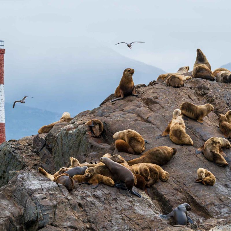 Ushuaia Argentina Les Eclaireurs Lighthouse Sea Lion