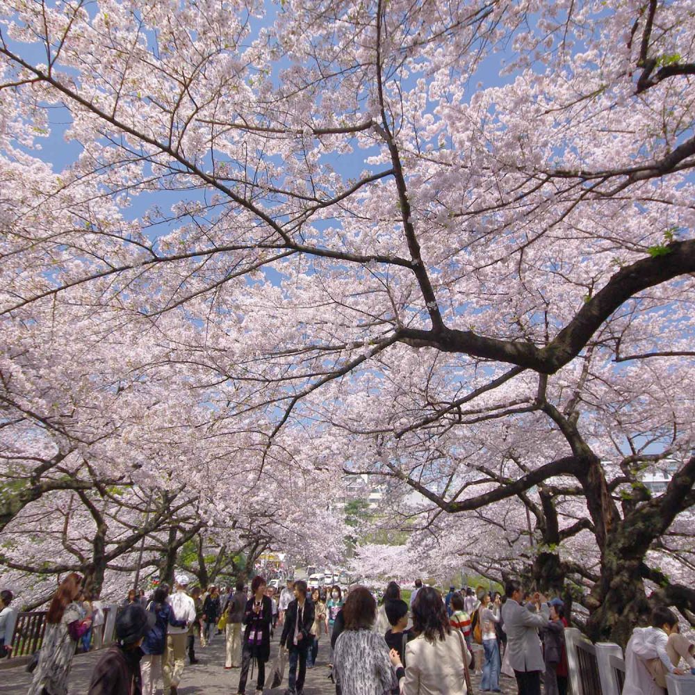 Tokyo, Sakura