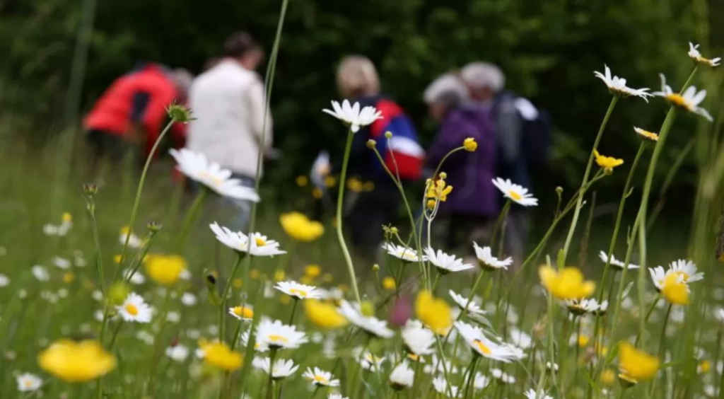 INTERNATIONAL WILDFLOWER FESTIVAL SLOVENIA