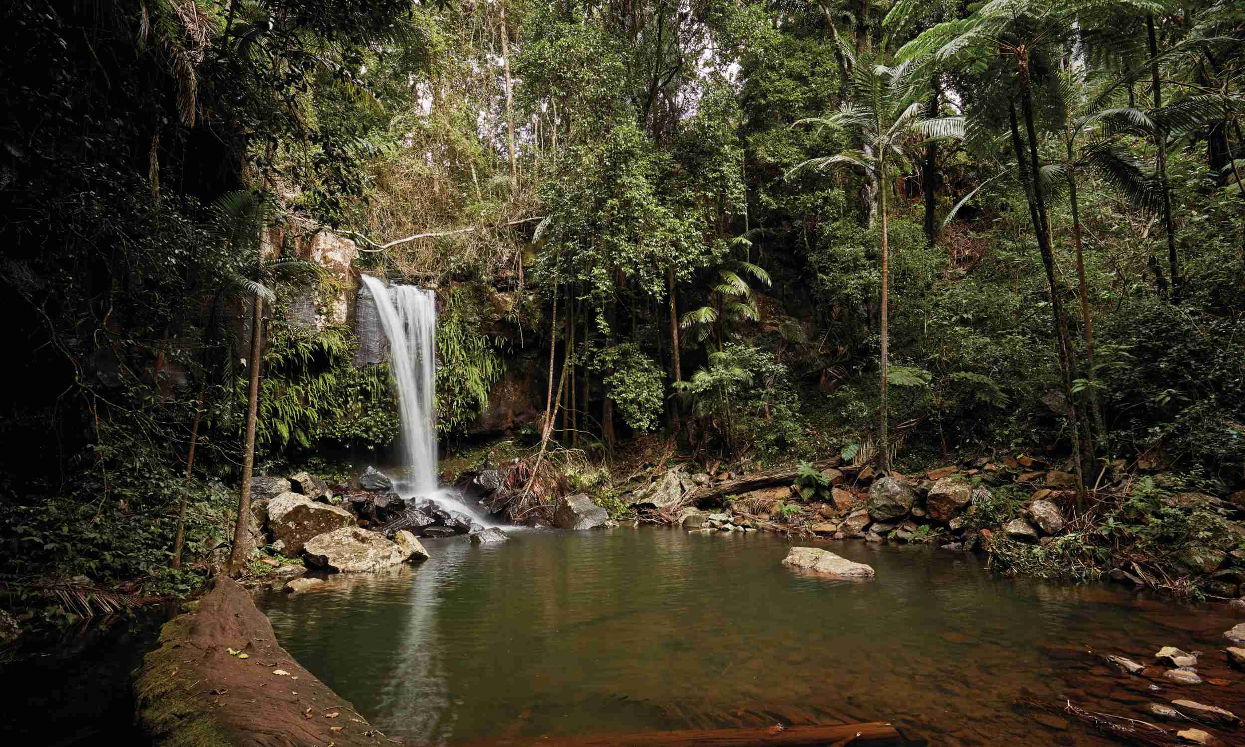 Mt Tamborine, Rainforest & Glow Worm gold coast