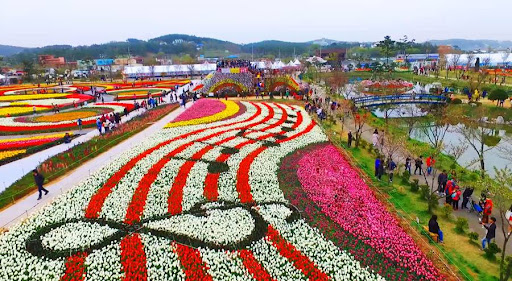 Taean Tulip Festival 2